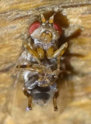 Odinia meijerei